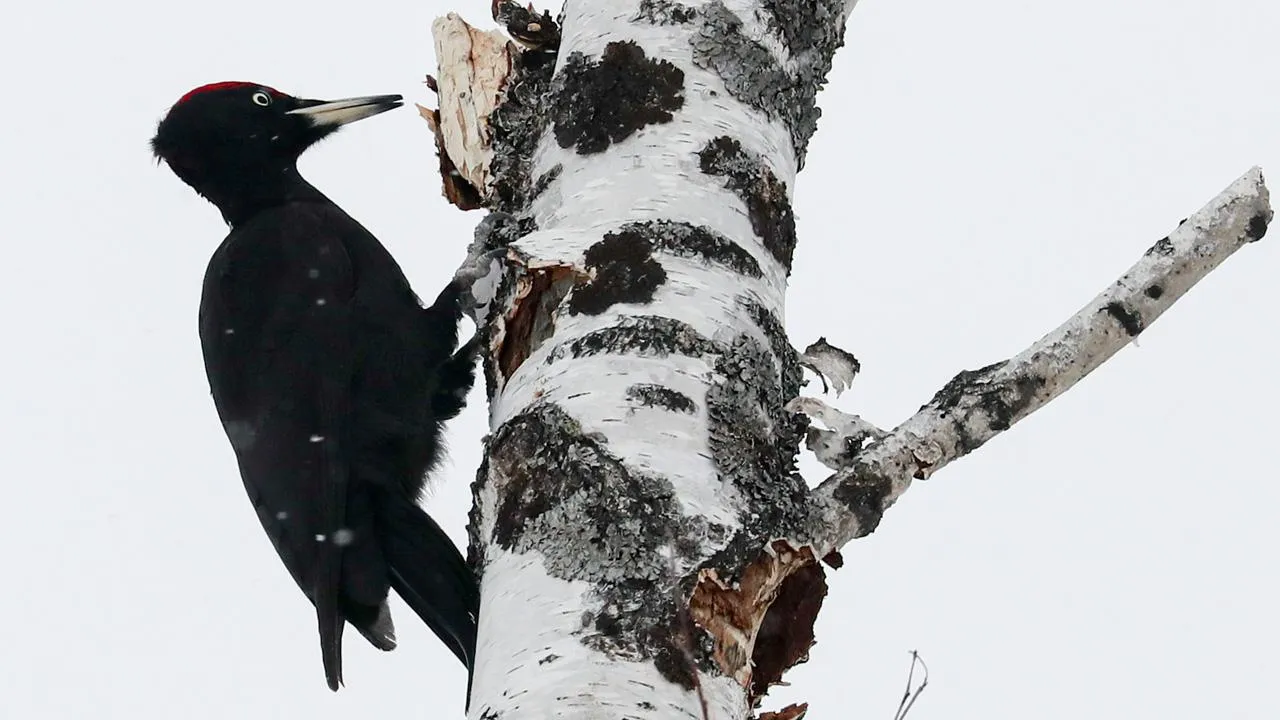 ТАСС/Кирилл Кухмарь