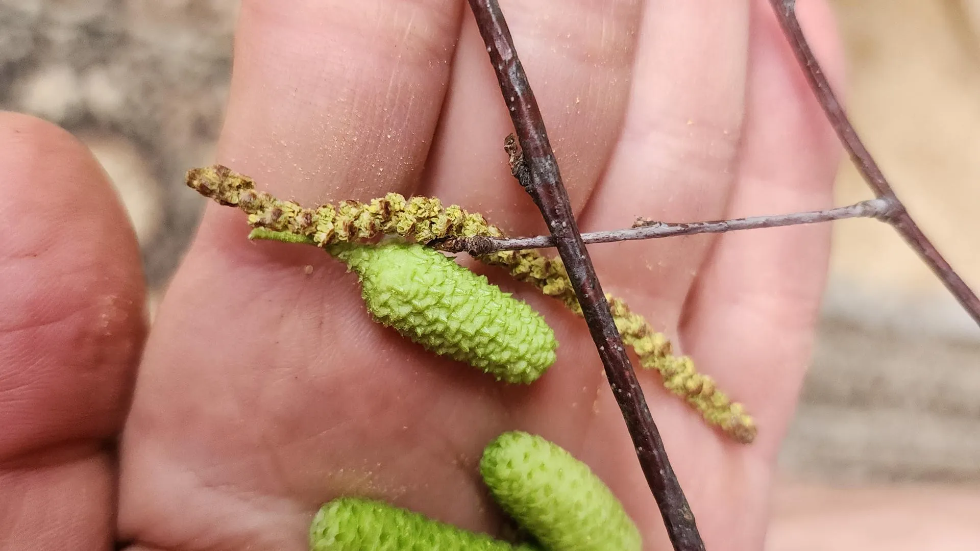 МедиаБанк Подмосковья/Андросова Юлия