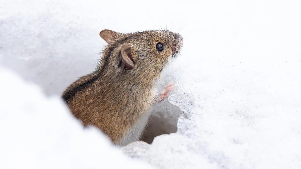 istockphoto.com/BushAlex