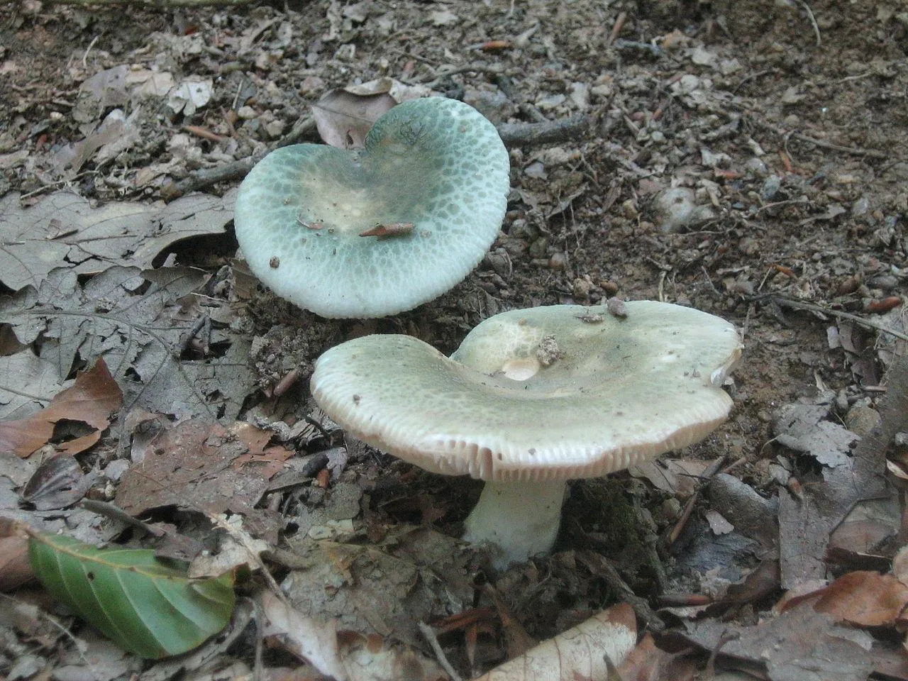 Сыроежка зеленоватая (Russula virescens)