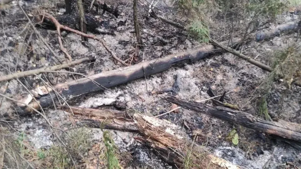 Комлесхоз МО