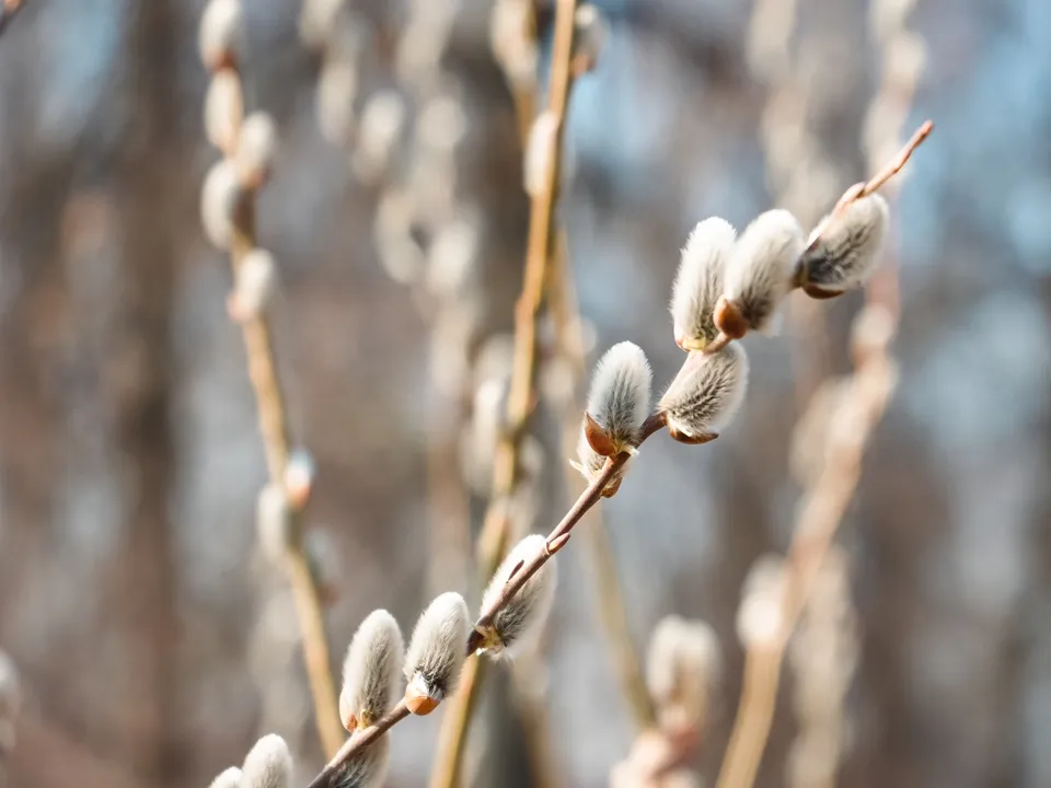 Фото: МедиаБанк Подмосковья/Мария Юдина