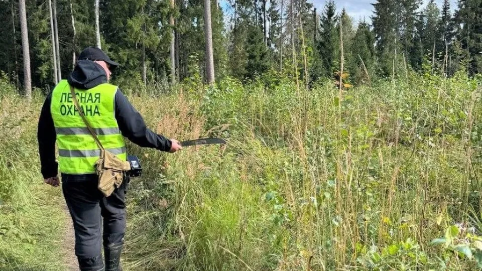 Фото: Комитет лесного хозяйства Московской области