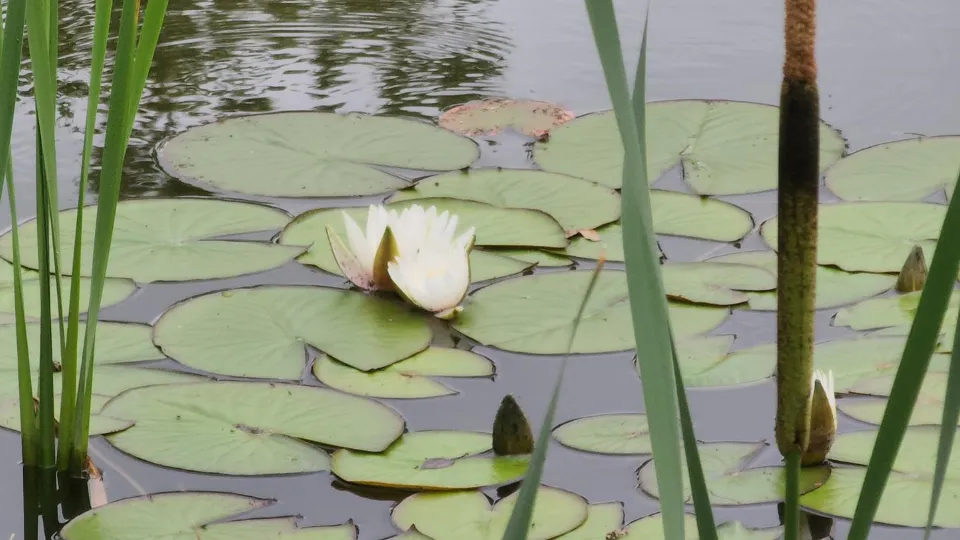 Фото: REGIONS/Алена Притула