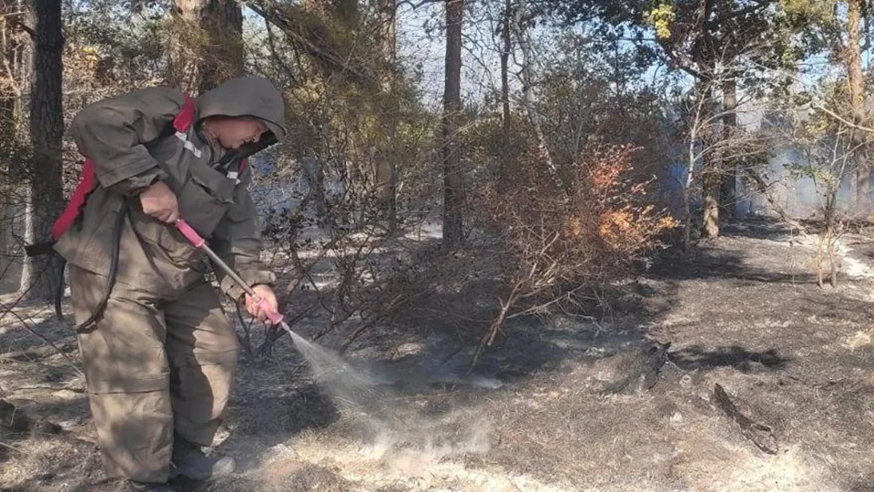 Фото: Комитет лесного хозяйства Московской области