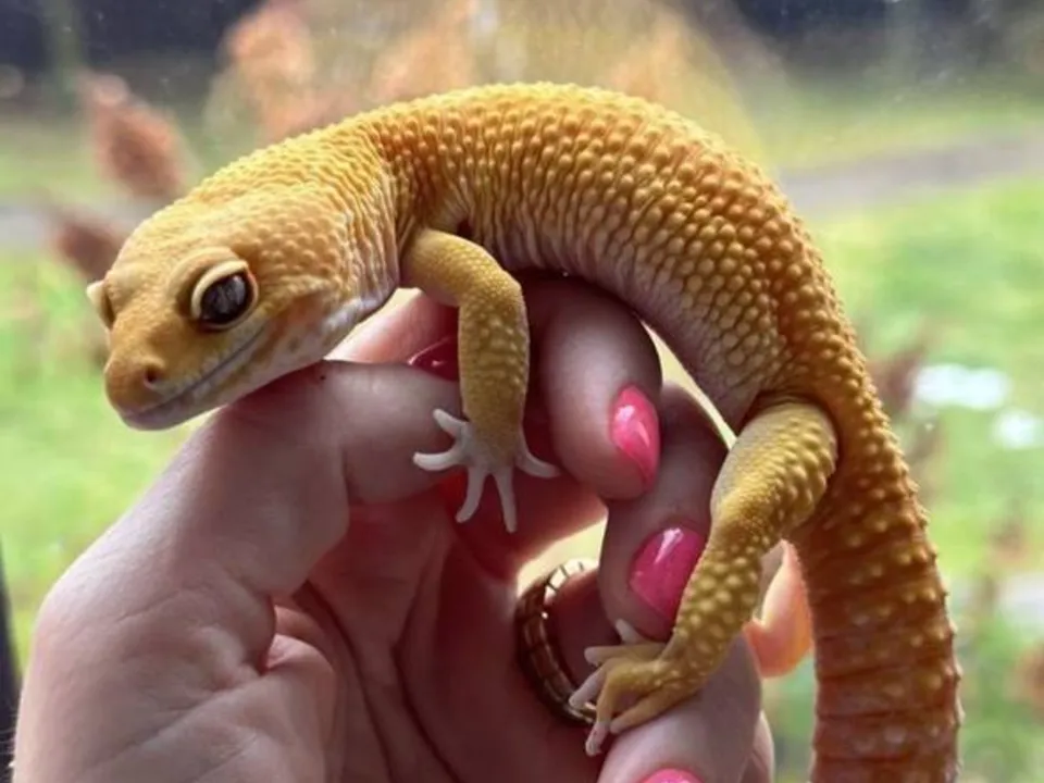 Эублефар. Фото: Анна Варанова