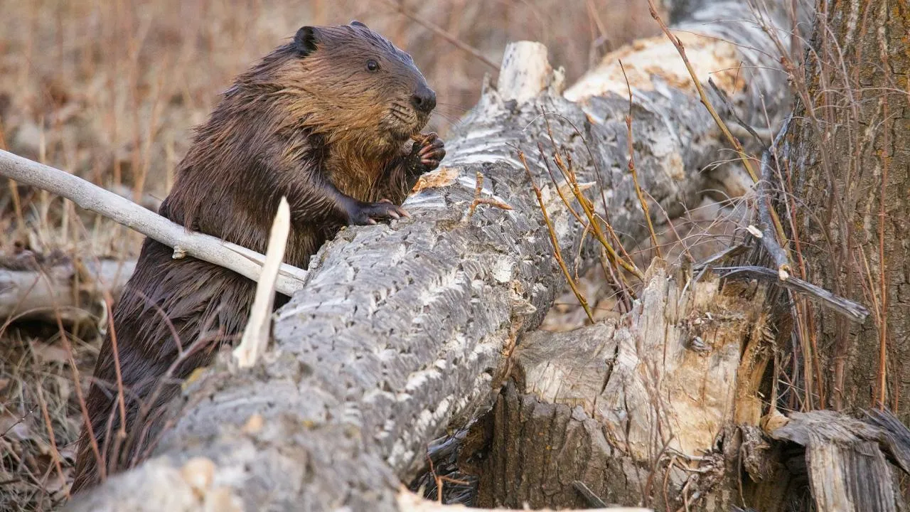 istockphoto.com/Tony LePrieur