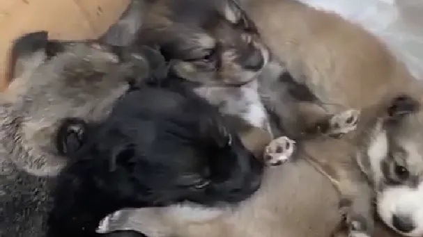 Фото: Подслушано Павловская Слобода Official / ВКонтакте