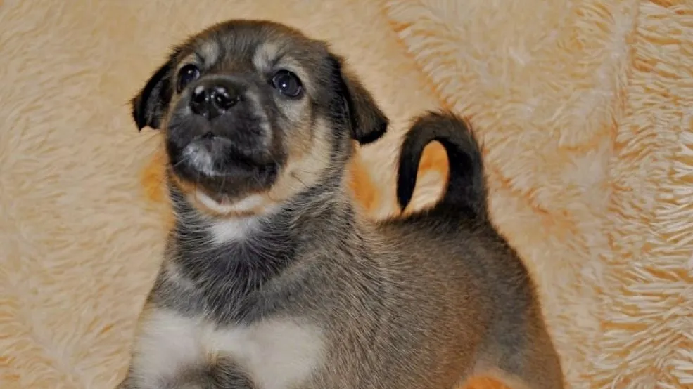 Фото: • ЖИВАЯ ПЛАНЕТА • Помощь животным / ВКонтакте