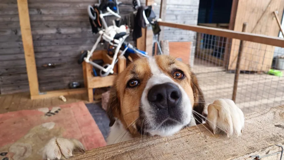 Фото: МедиаБанк Подмосковья/Яна Шаливская