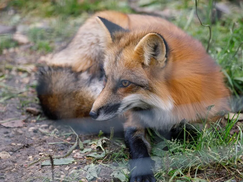 «Не гладить и не кормить»: чем опасны лисы, выходящие к людям