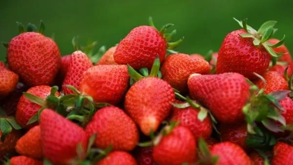Агроном рассказала, какие ягоды лучше не покупать в мае