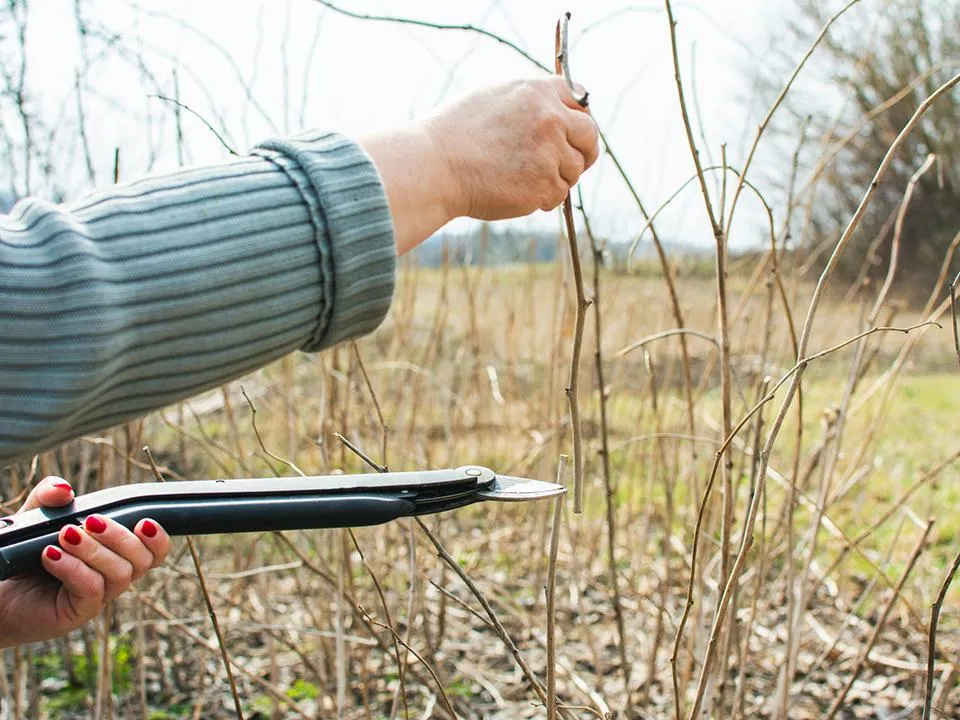 Фото: istockphoto.com/Taana