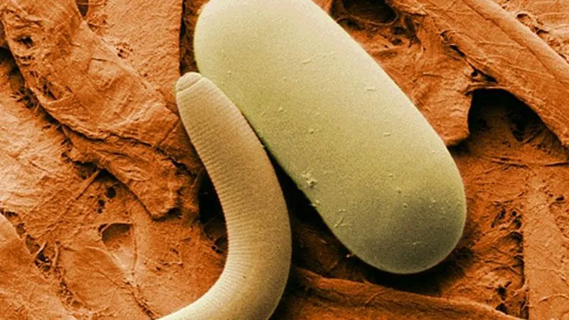 На дне Карибского моря нашли существо, которое может жить 300 лет