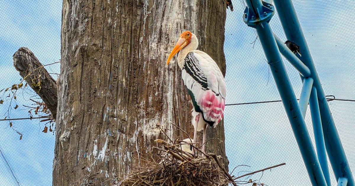 Московский зоопарк открывает летний сезон с бесплатными входами для «ранних пташек» и праздничной программой — image 1