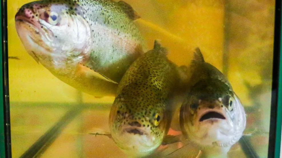 Фото: МедиаБанк Подмосковья/Анастасия Хренкова