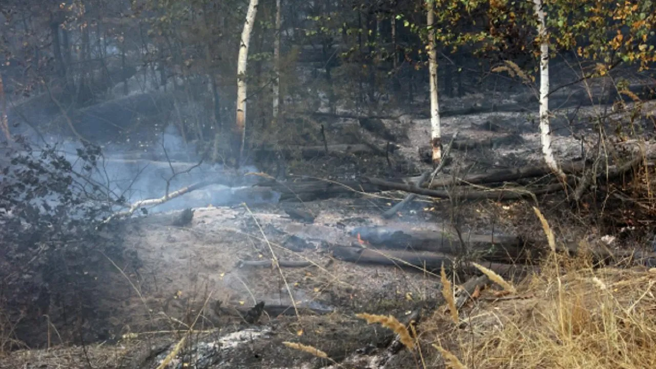 Второй класс пожарной опасности установится в лесах Подмосковья в ближайшие дни