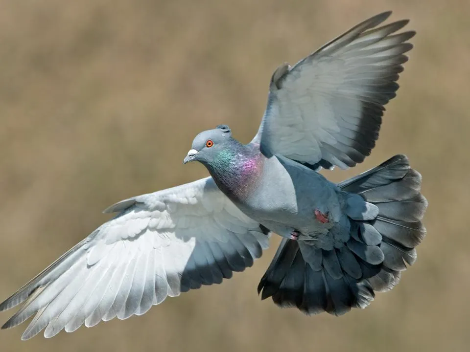 Британия пугает Европу «шпионскими голубями Путина»: зачем англичане разгоняют истерию