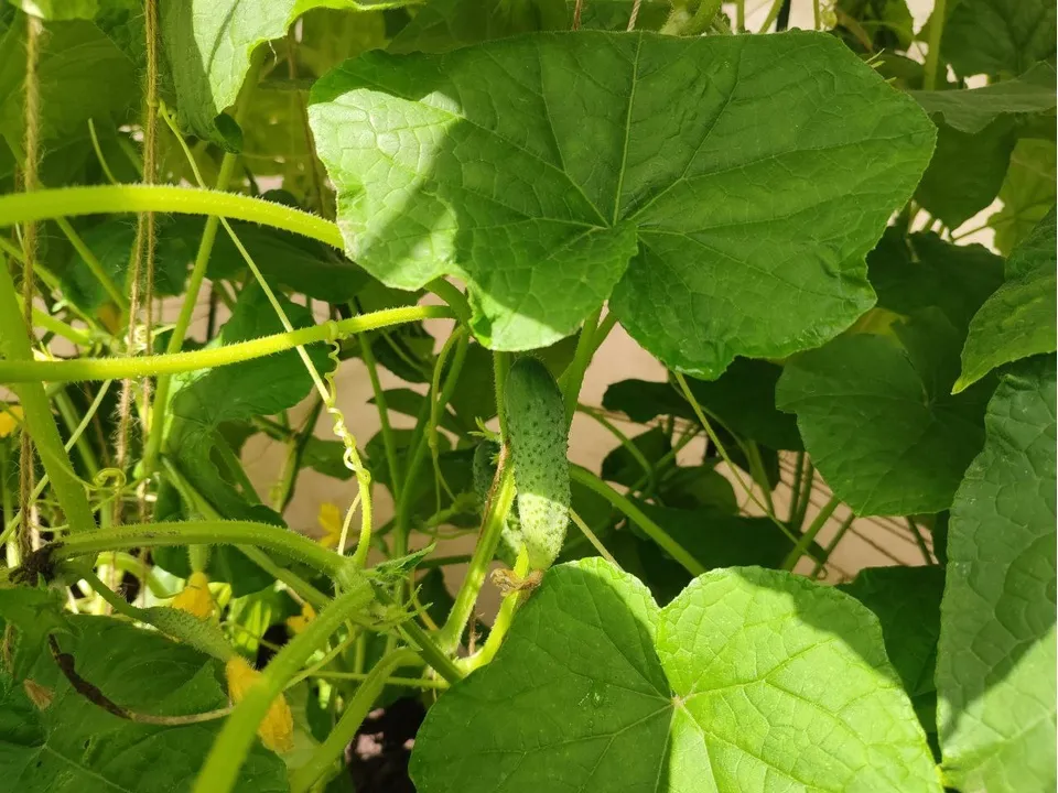 Фото: REGIONS/Елена Забелина