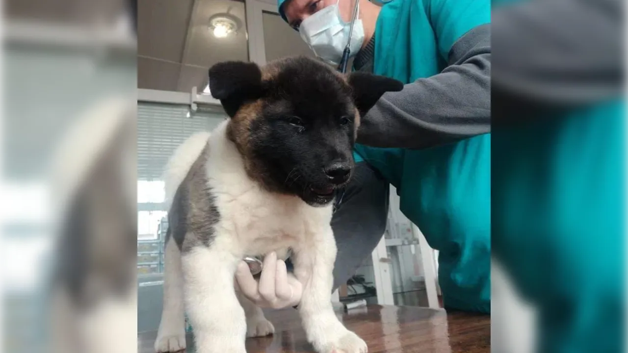 Фото: Министерство сельского хозяйства и продовольствия Московской области