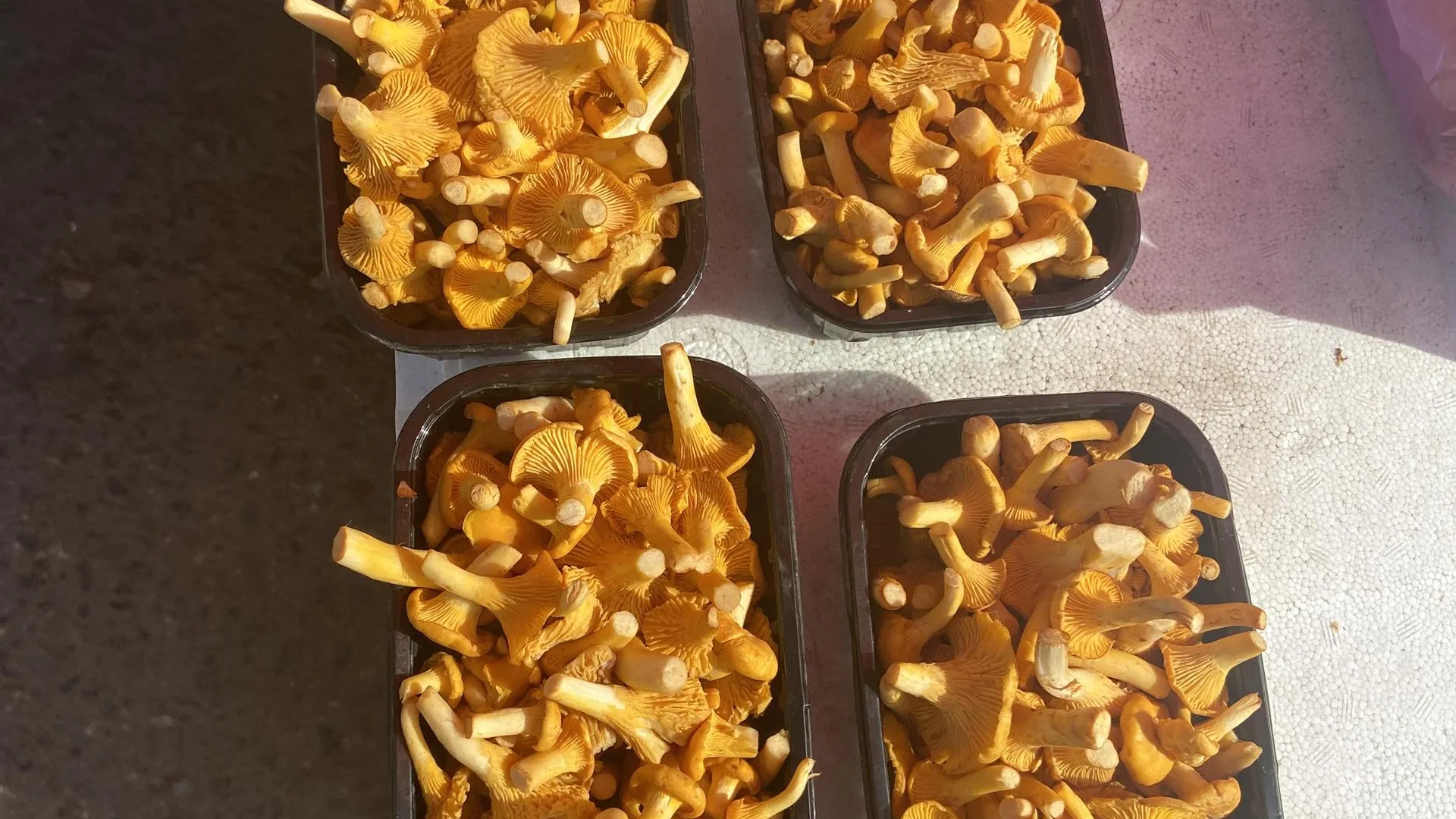 Светлана Борщева