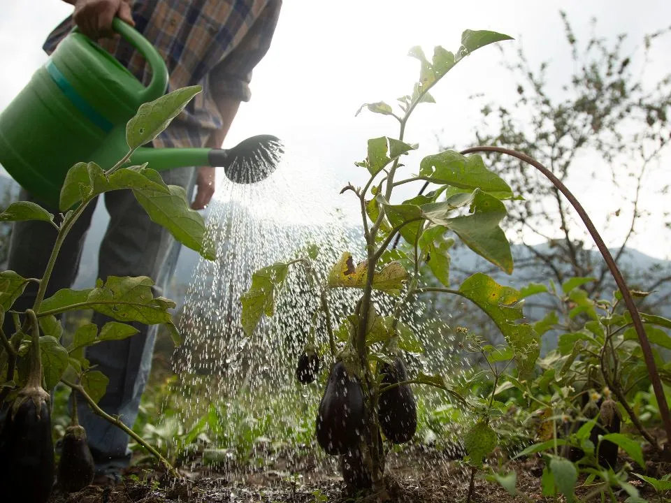 Фото: istockphoto.com/simonkr