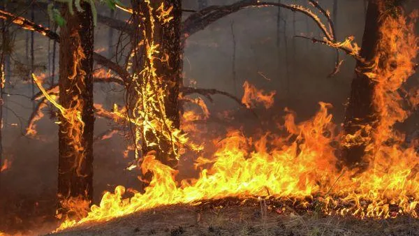Площадь лесного пожара в Красногорске достигла 7 гектаров