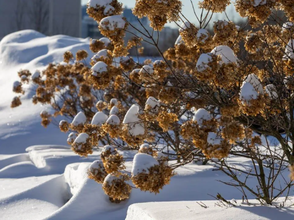 Морозы с новой силой: прогноз погоды в Москве и Подмосковье с 17 по 20 февраля