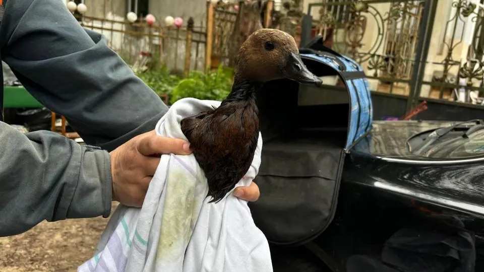 Фото: Пресс-служба Министерства экологии и природопользования Московской области