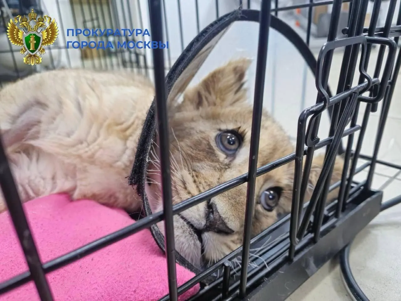 Прокуратура Москвы