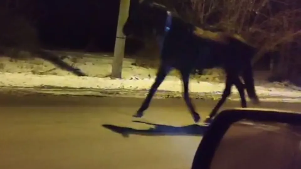 Фото представлено очевидцем