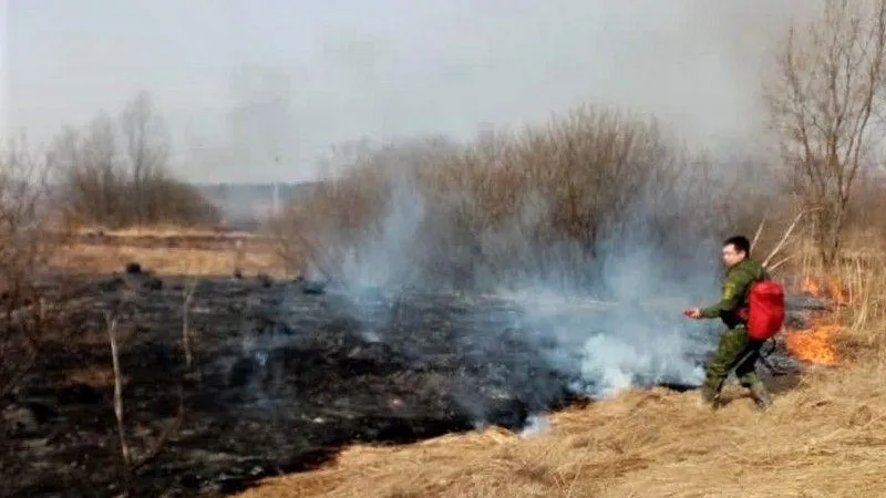 «Полыхало все поле». Пожарные в Талдоме пять часов тушили огонь, чтобы спасти деревню и лес