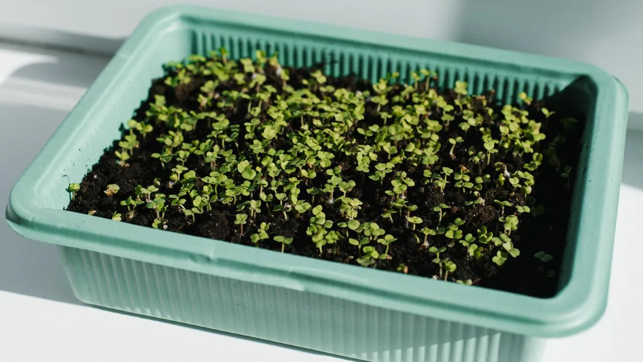 istockphoto.com/Rymasheuskaya Volha