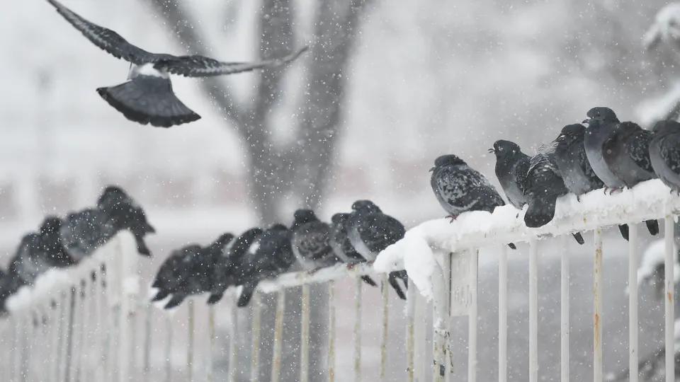 Фото: медиасток.рф