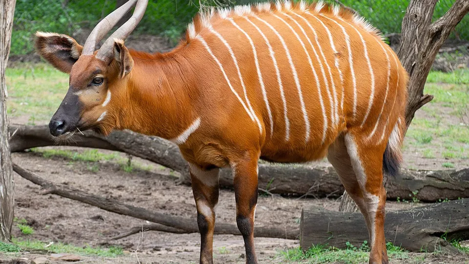 Фото: сommons.wikimedia/Maksym Kozlenko