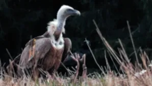 Фото: Ю.М. Кузьмина