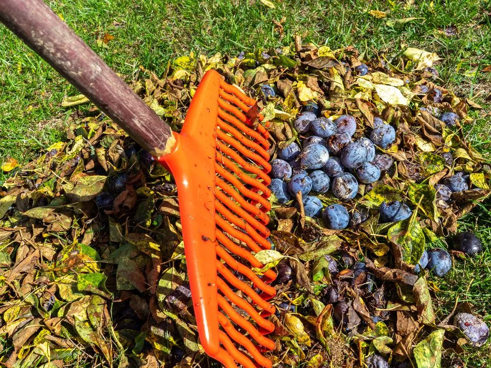 Фото: istockphoto.com/Animaflora