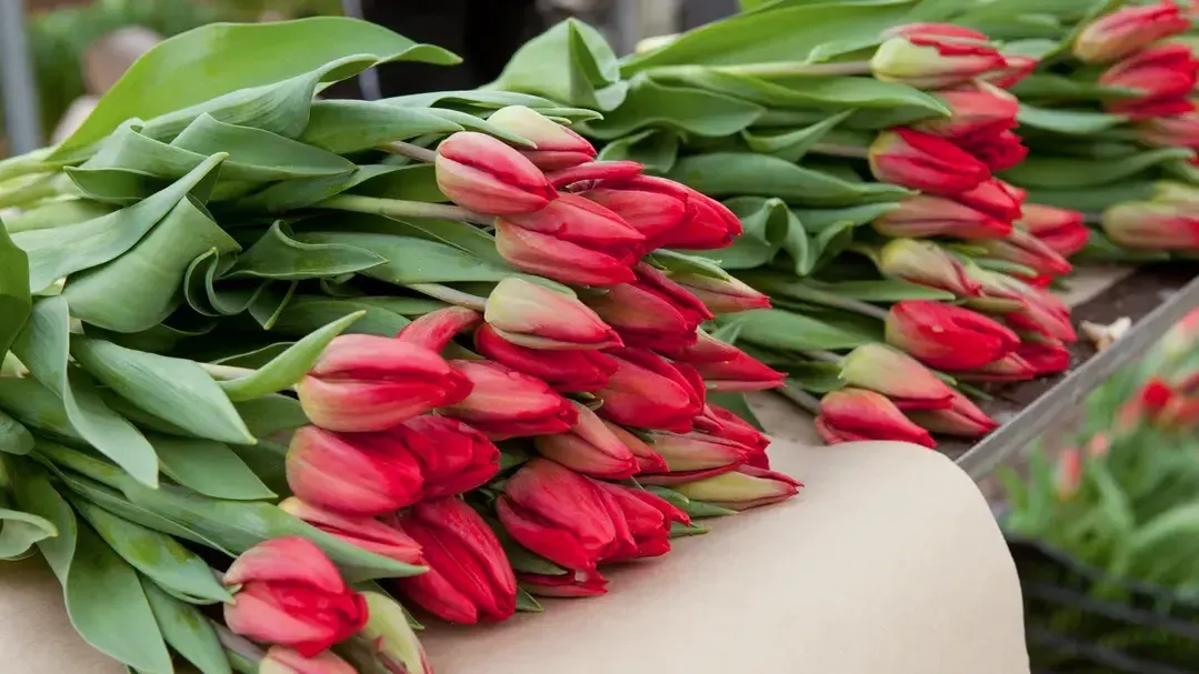 медиасток.рф