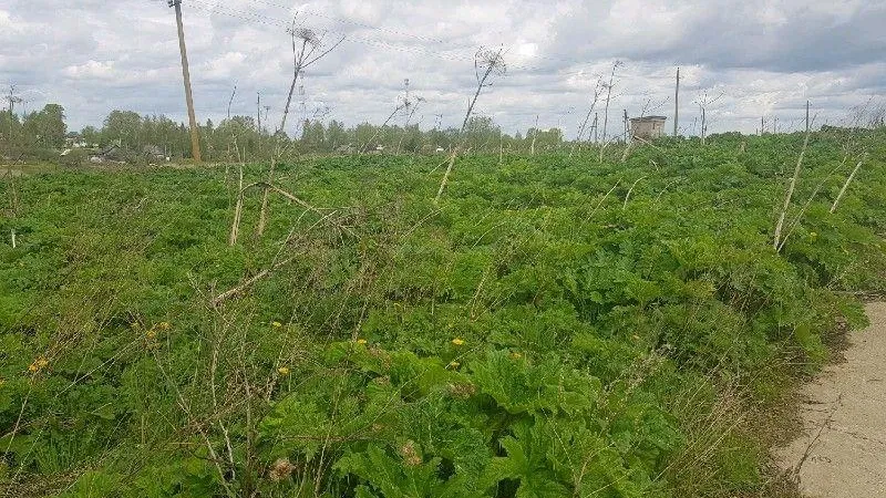 Министерство сельского хозяйства и продовольствия МО
