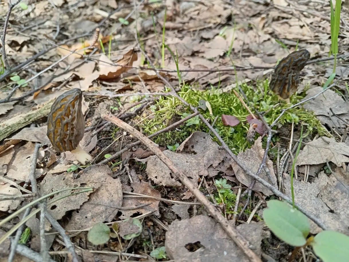 Фото: vk.com/«Подслушано Щелково | ПЩ»