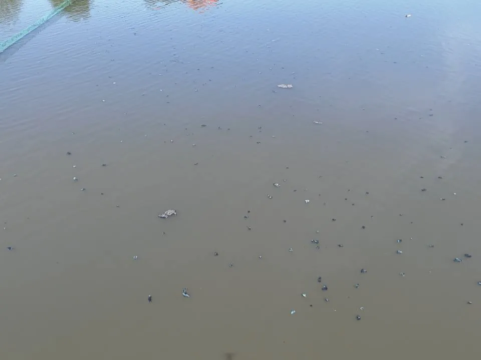 Фото: управление экологии городского округа Мытищи