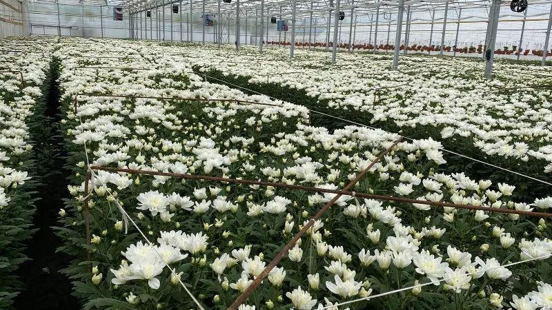 Подмосковные теплицы поставят 4,5 млн цветов к 1 сентября