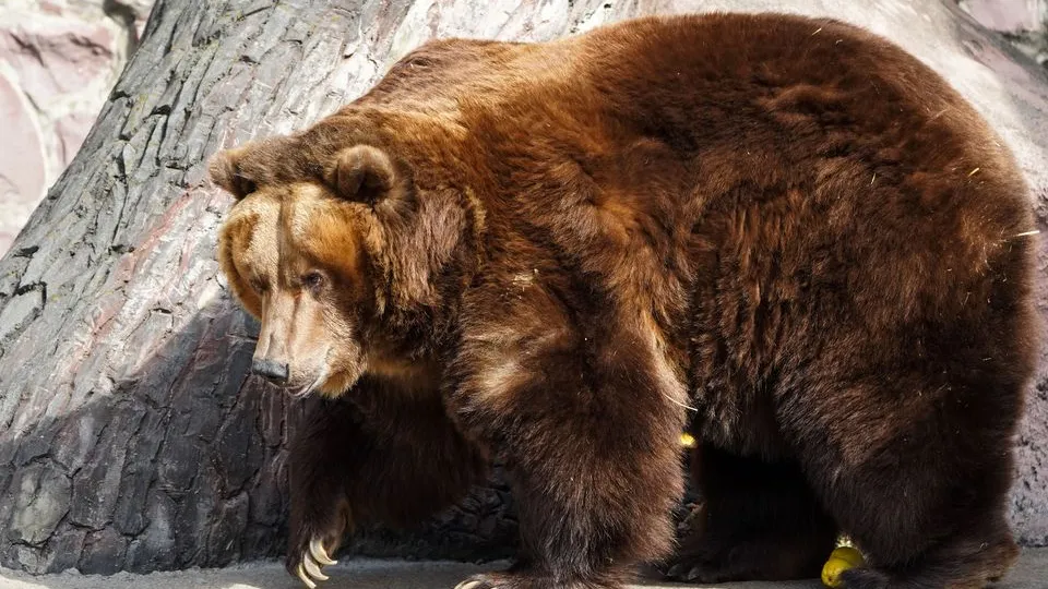 Фото: медиасток.рф