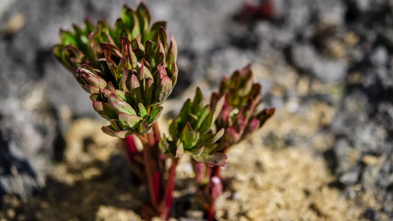 istockphoto.com/Nataliia Yankovets