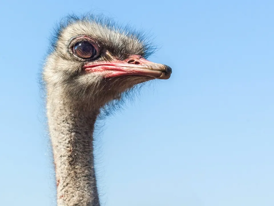 Фото: vk.com/Ферма Русский страус | Серпухов