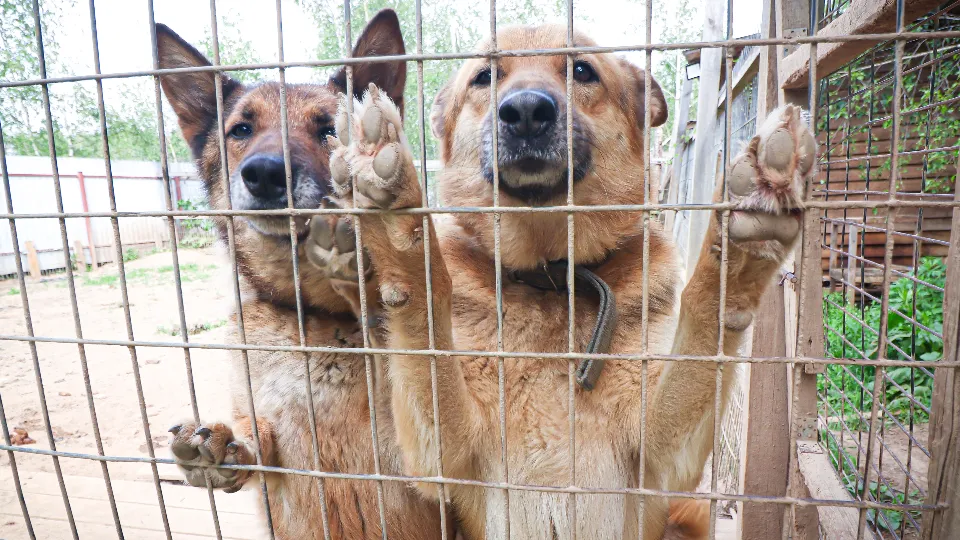 Фото: МедиаБанк Подмосковья/Данила Кирьянов