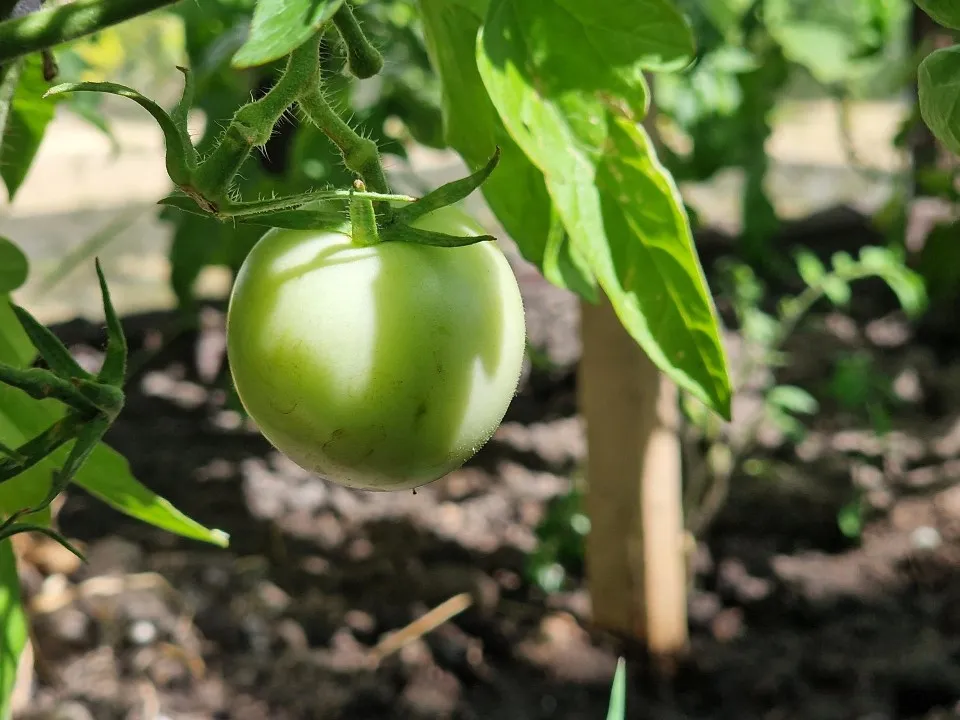 Фото: Виктория Фортуна