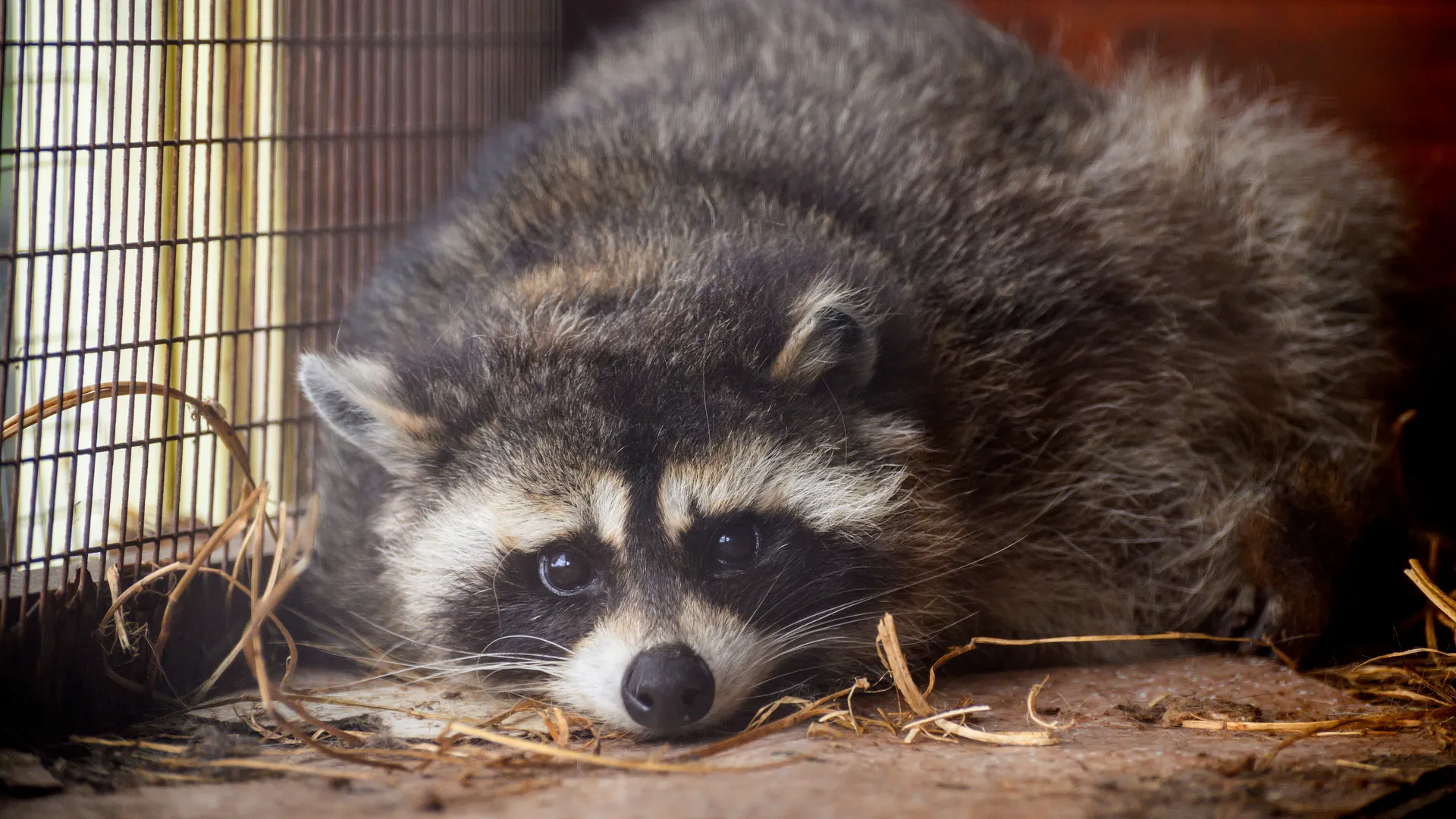 медиасток.рф