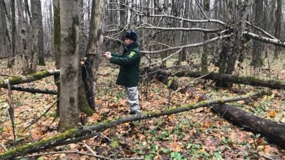 Фото: Комитет лесного хозяйства МО