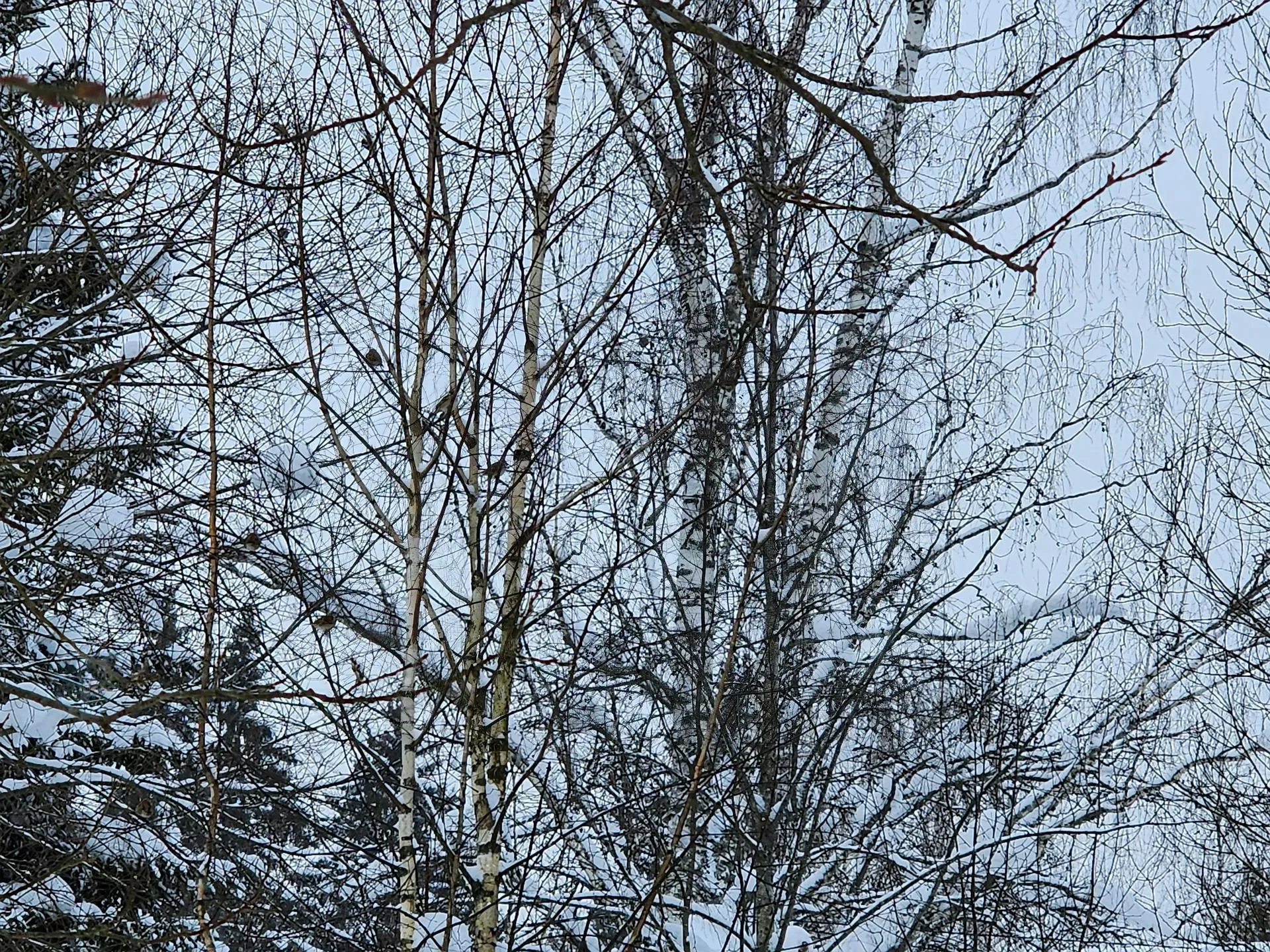 REGIONS/Елена Шумакова